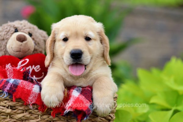 Image of Cody, a Golden Retriever puppy