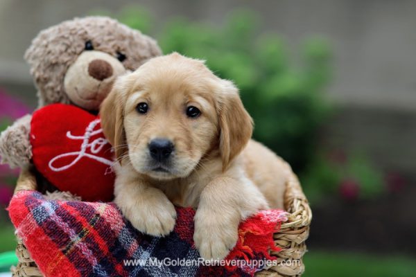 Image of Diesel, a Golden Retriever puppy