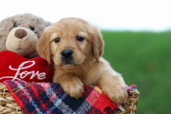 Image of Faith, a Golden Retriever puppy