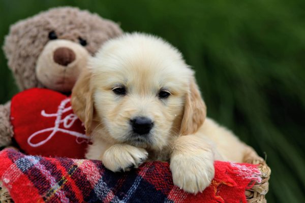 Image of Flame, a Golden Retriever puppy
