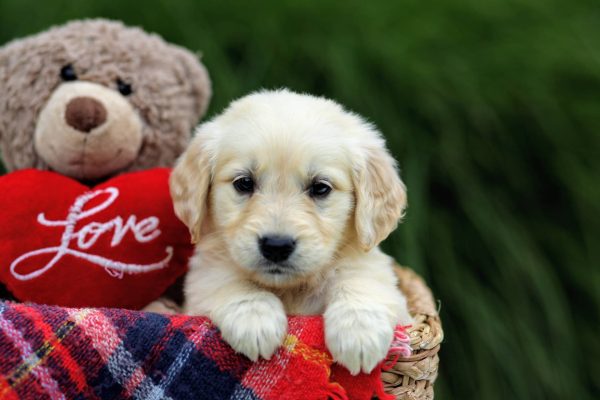 Image of Florence, a Golden Retriever puppy