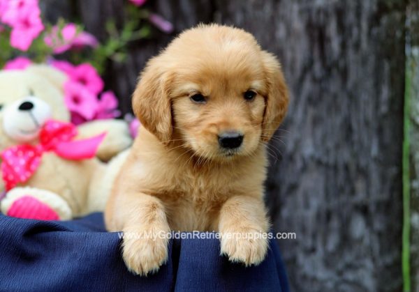 Image of Maggie, a Golden Retriever puppy