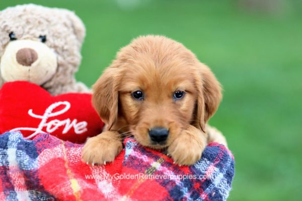 Image of Nessa, a Golden Retriever puppy