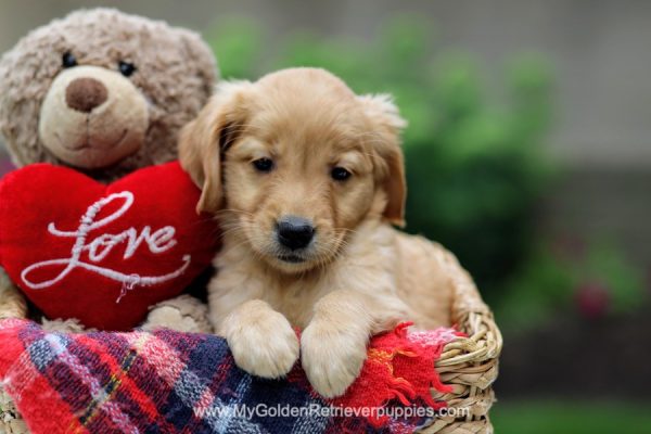 Image of Poppy, a Golden Retriever puppy