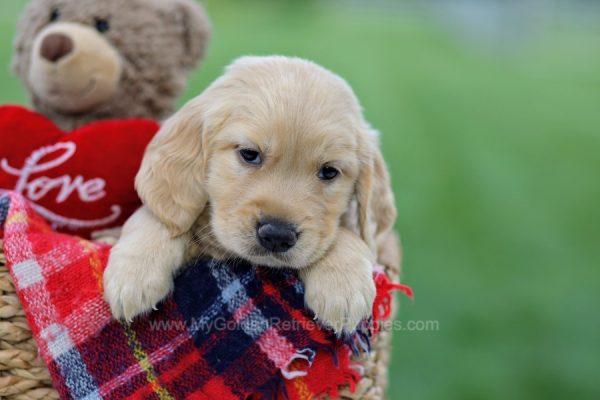 Image of Asher, a Golden Retriever puppy