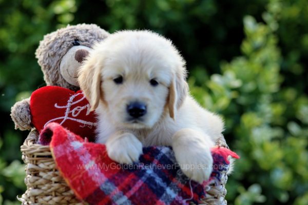 Image of Austin, a Golden Retriever puppy