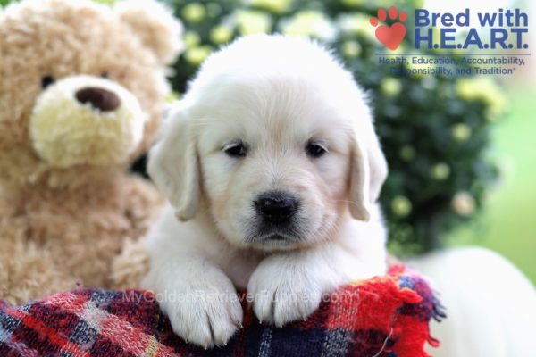 Image of Autumn, a Golden Retriever puppy