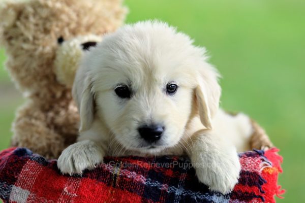 Image of Bear, a Golden Retriever puppy