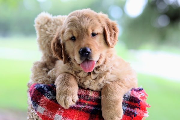 Image of Buster, a Golden Retriever puppy
