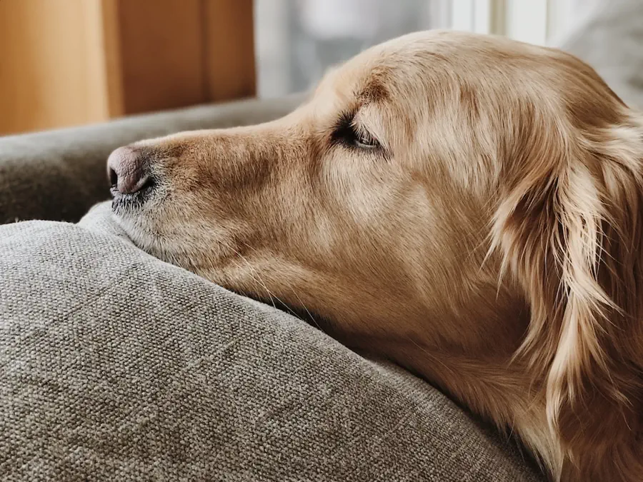 how to Clean Golden Retrievers Ear
