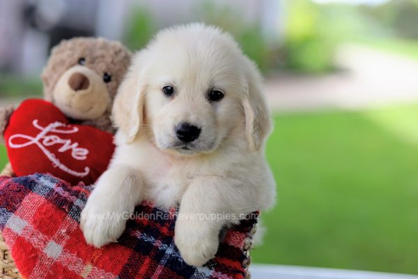 Image of Loader, a Golden Retriever puppy