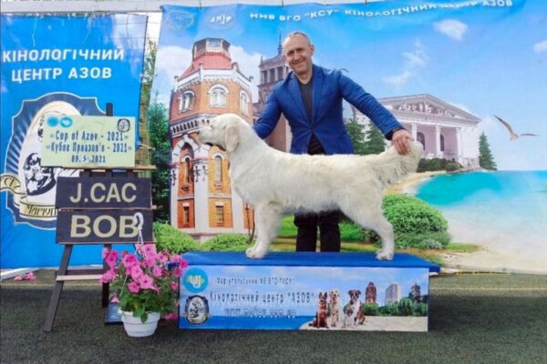 Image of Zaen 🏆 Grace - July 29, a Golden Retriever puppy