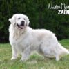 Image of Zaen 🏆 Grace - July 29, a Golden Retriever puppy