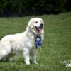 Image of Zaen 🏆 Grace - July 29, a Golden Retriever puppy