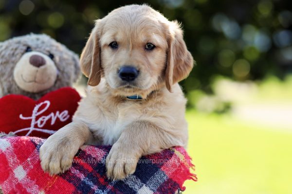 Image of Cloudy, a Golden Retriever puppy