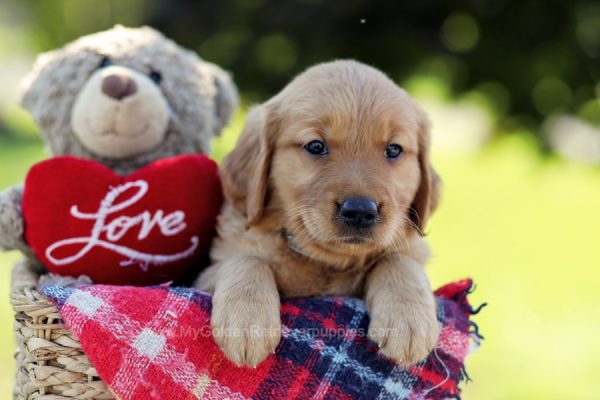 Image of Misty, a Golden Retriever puppy