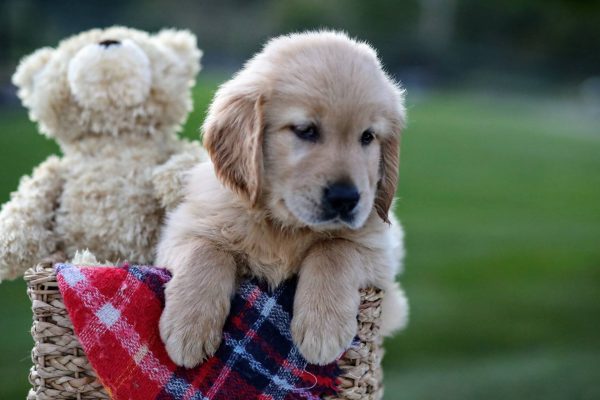 Image of Scout, a Golden Retriever puppy