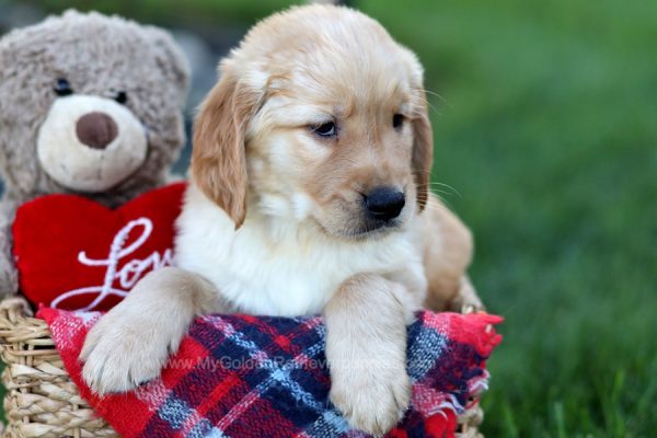 Image of Trevor, a Golden Retriever puppy