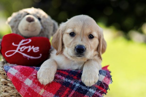 Image of Twilight, a Golden Retriever puppy
