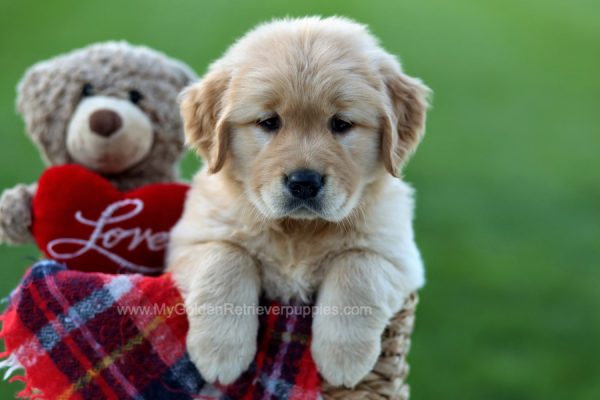 Image of Zara, a Golden Retriever puppy
