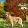 Image of Zaen 🏆 Grace - July 29, a Golden Retriever puppy