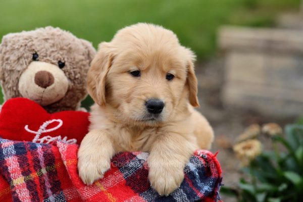 Image of Kenny, a Golden Retriever puppy