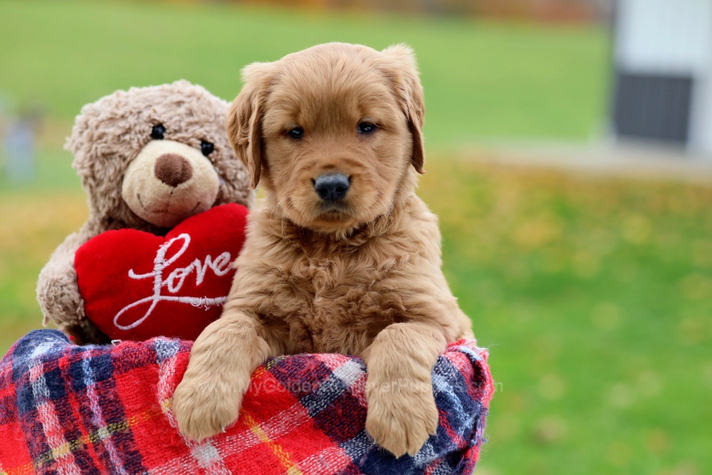Poppy - My Golden Retriever Puppies