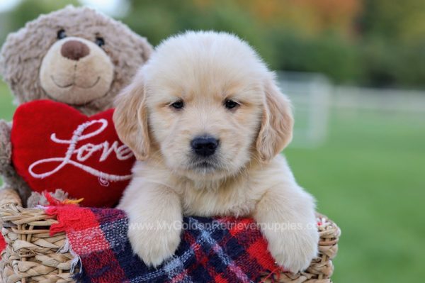 Image of Salem, a Golden Retriever puppy