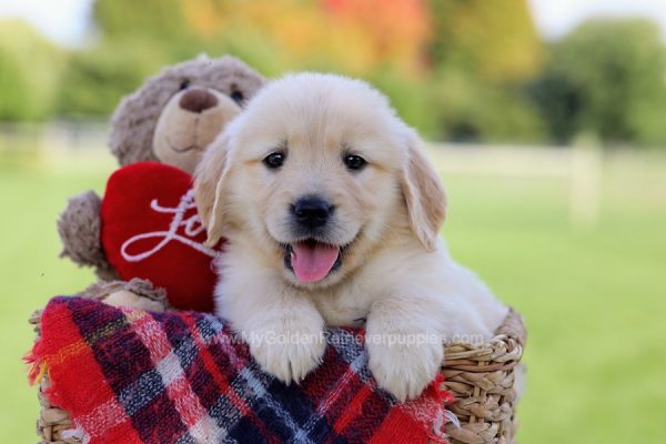 Image of Stella, a Golden Retriever puppy