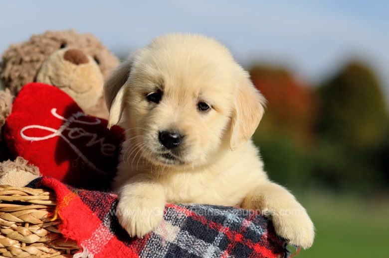 Sydney My Golden Retriever Puppies