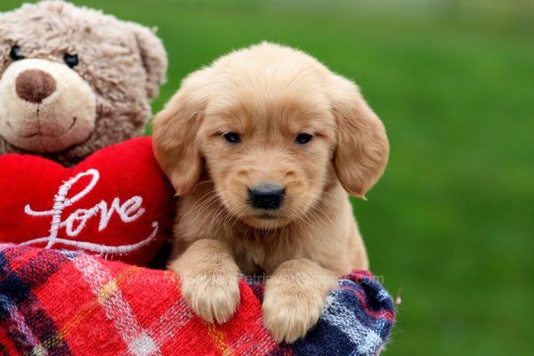Image of Walter, a Golden Retriever puppy