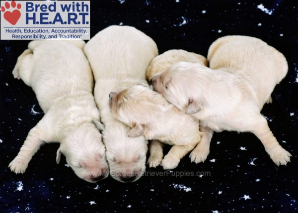 Image of Xmas 4th Pick Female, a Golden Retriever puppy