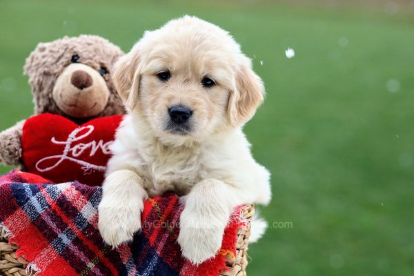 Image of Britney, a Golden Retriever puppy