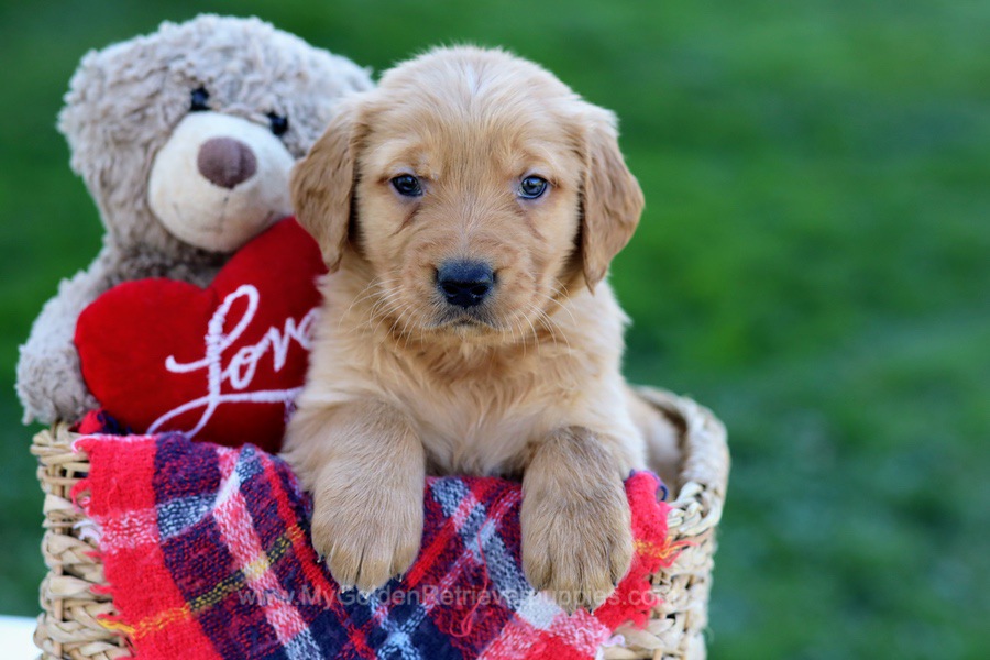 ronald-my-golden-retriever-puppies