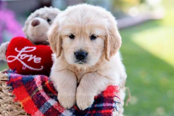Image of Rover, a Golden Retriever puppy