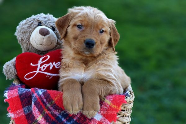 Image of Rusty, a Golden Retriever puppy