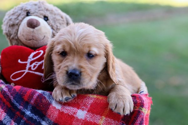 Image of Sadie, a Golden Retriever puppy