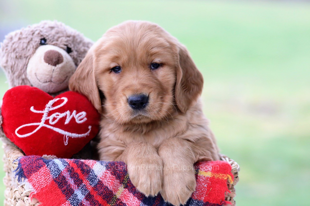 samson-my-golden-retriever-puppies
