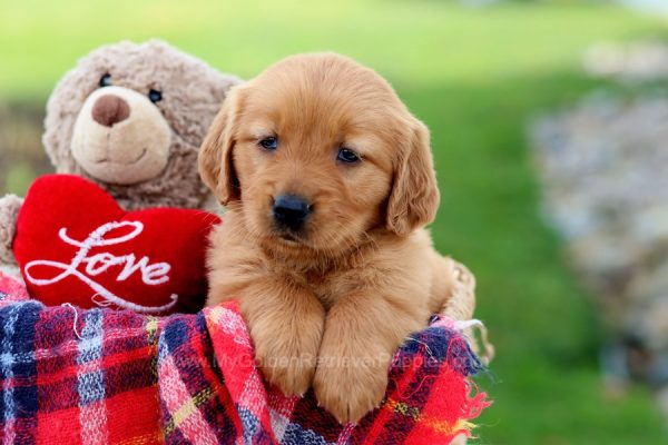Image of Toby, a Golden Retriever puppy