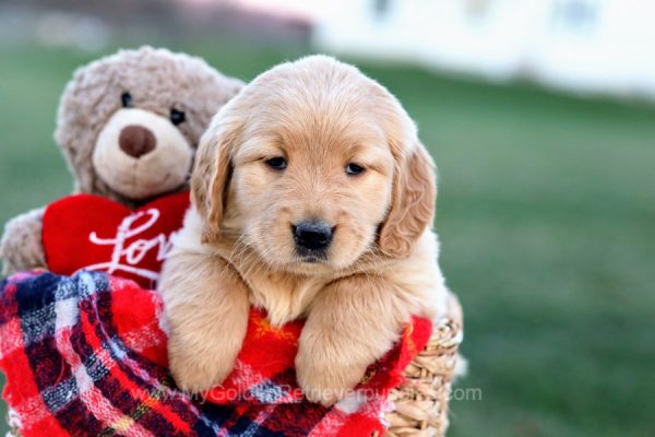 Image of Val, a Golden Retriever puppy