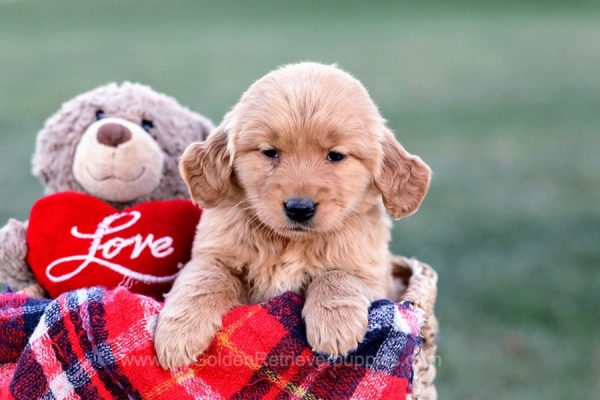 Image of Vicky, a Golden Retriever puppy