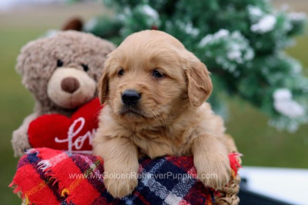Image of Apollo, a Golden Retriever puppy