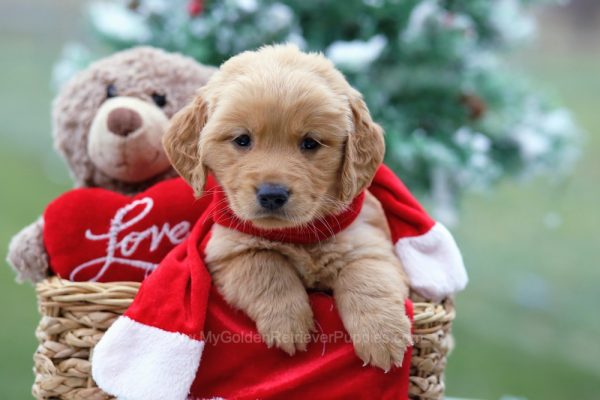 Image of Dylan, a Golden Retriever puppy