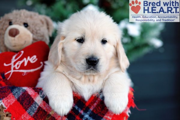 Image of Joy, a Golden Retriever puppy