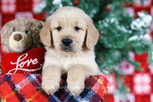 Image of Lance, a Golden Retriever puppy