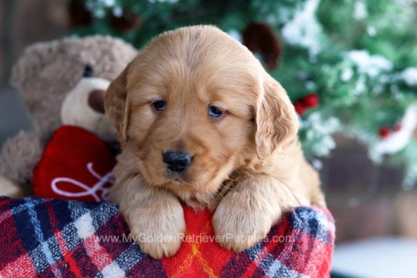 Image of Sally, a Golden Retriever puppy