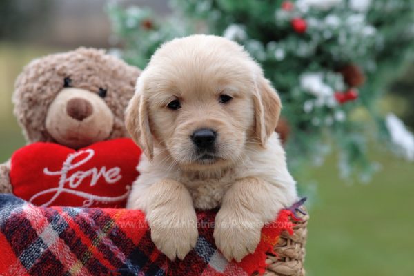 Image of Sasha, a Golden Retriever puppy