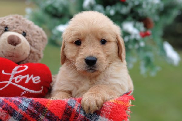 Image of Sheba, a Golden Retriever puppy