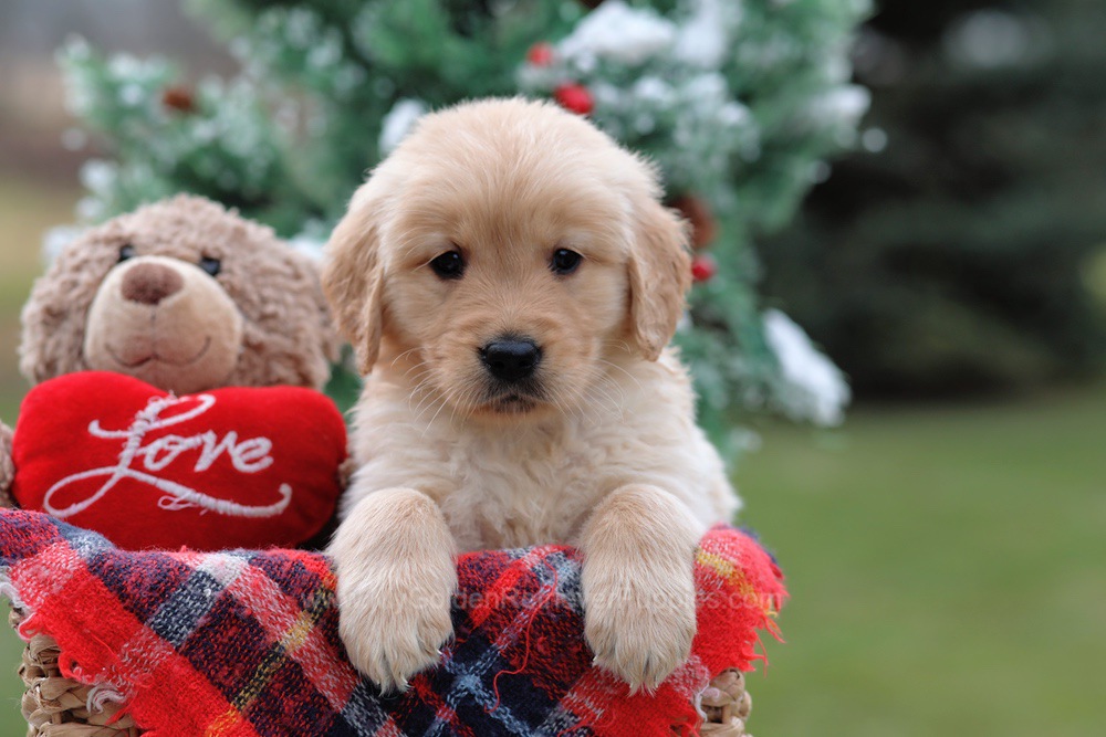Sydney My Golden Retriever Puppies