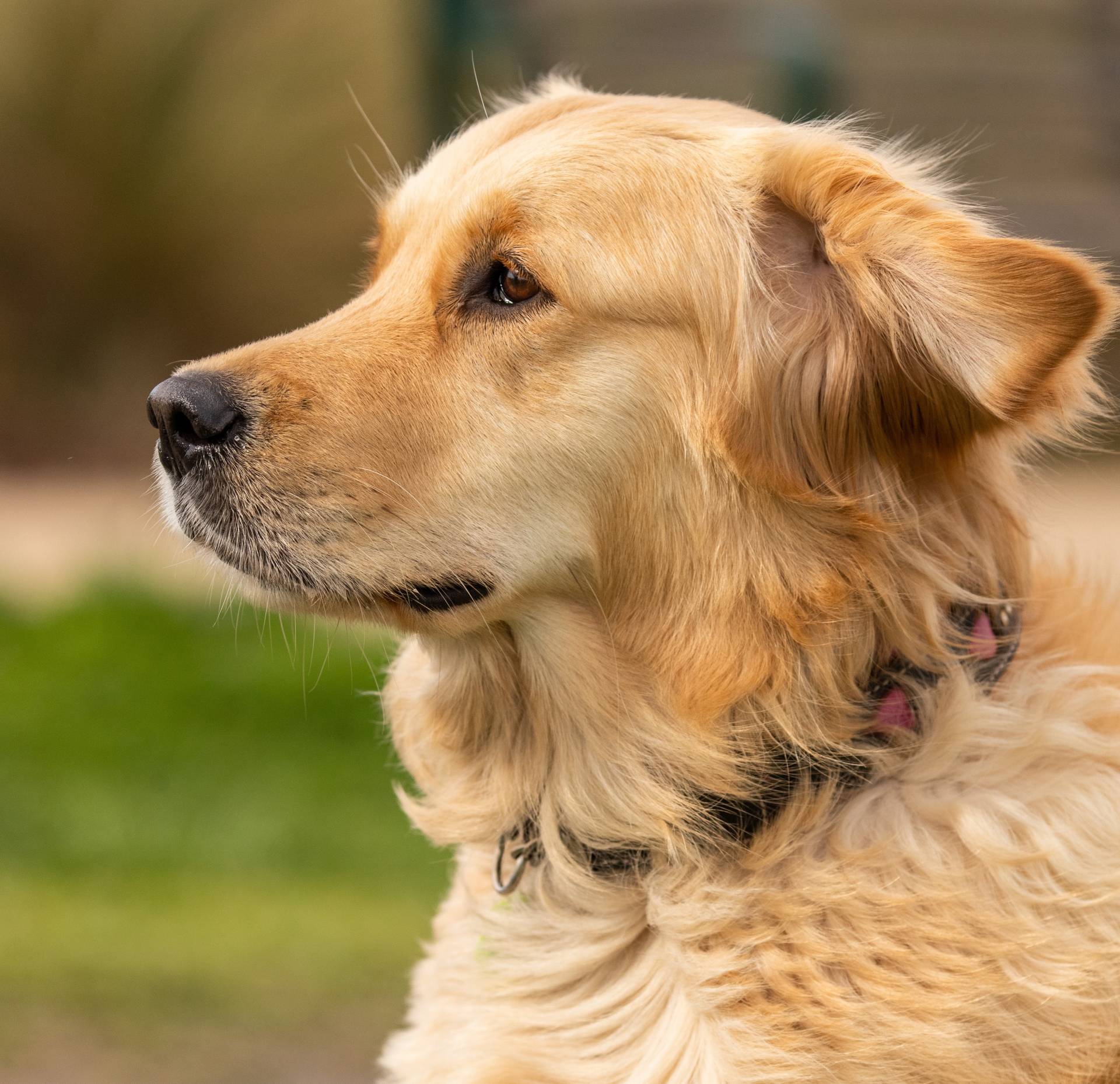 can a golden retriever be a good guard dog? 2
